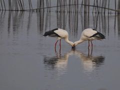 -盐城丹顶鹤湿地生态旅游区
