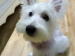 -艾贝尔宠物医院·狂犬免疫点(江山金象城店)