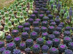 -云溪植物园