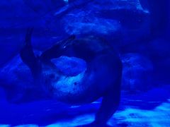 -上海海昌海洋公园-冰山北极馆
