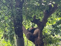 -都江堰中华大熊猫苑