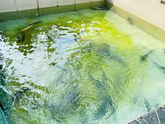 -钰田大院·怀柔地道农家菜·烤虹鳟鱼(雁栖湖店)