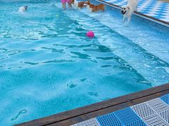 -爪吧宠物乐园 (温榆河示范区店)