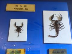 -上海昆虫博物馆