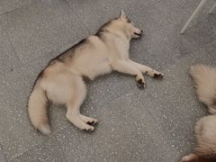 -Let's go狗咖·猫咖·奶狗·桌游(春熙路IFS店)