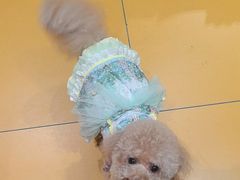 -MARSMART PETS火星宠物超市(1733店)