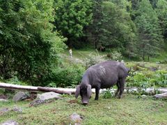 -硗碛藏寨·神木垒景区