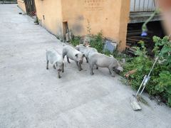 -硗碛藏寨·神木垒景区