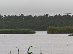 -大湾区中央湿地公园