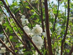 -桃花涧