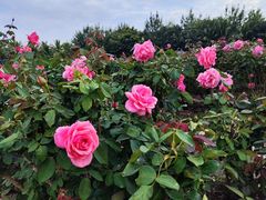 -亚龙湾国际玫瑰谷