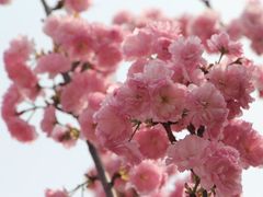 -天适樱花悠乐园