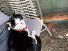 -喵屿·大理花园猫咖