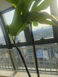 -HEYAN荷妍专业脱毛连锁机构