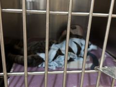 -米苏动物医院·犬猫专科·骨科外科内窥镜