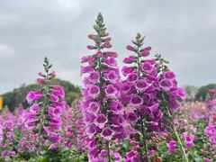 -松山湖梦幻百花洲