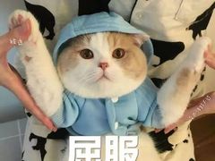 -机器人火炉披萨