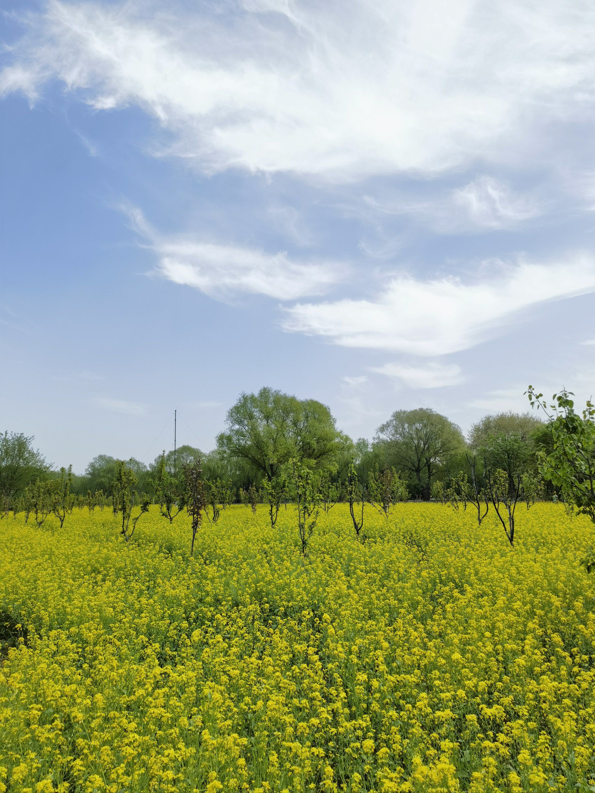 城市公园图鉴丨京城梨园