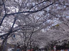 -高东镇樱花园