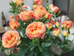 -Flower in(密渡桥店)