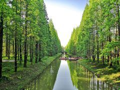 -黄海国家森林公园