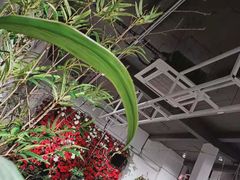 -蓝山四季西餐植物店