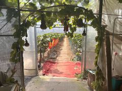 -马陆小张葡萄园农家乐