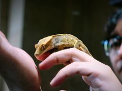 -帕帕拉兹宠物(亚洲旗舰店)