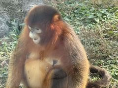 -大连森林动物园