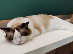-飞行喵MR PILOT|猫舍·猫咖(静安大融城店)