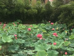 -湛山花园酒店-自助餐厅