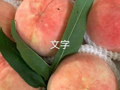 -南汇新场正宗水蜜桃采摘