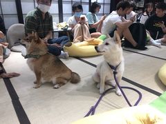 -逗柴咖啡屋·狗咖猫咖宠物桌游