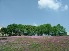-大塘金香草谷