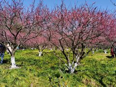 -上海海湾国家森林公园