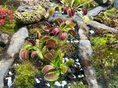 -国家植物园南园