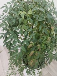 -HEYAN荷妍专业脱毛连锁机构