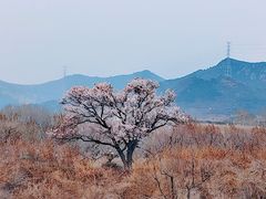 -密云玫瑰情园