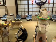 -逗柴咖啡屋·狗咖猫咖宠物桌游