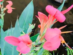 -深圳仙湖植物园