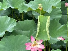 -新江湾城公园