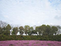 -春花秋色城市公园
