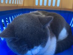 -纳吉亚猫专科动物诊疗中心(蒋宅口分院)