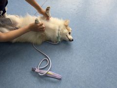 -博特宠物医院24h犬猫全科.骨科·异宠
