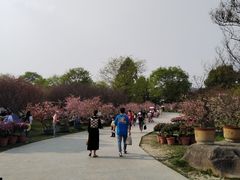 -秀丽东方