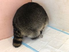 -浣熊柯尔鸭土拨鼠·电玩咖