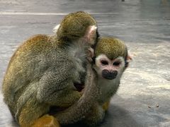 -西安秦岭野生动物园