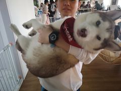 -Husky Go! 哈士奇体验馆·宠物咖啡厅狗咖