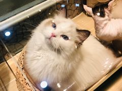 -momokira米努特·德文卷毛猫·棉花面纱犬