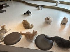 -飞行喵MR PILOT|猫舍·猫咖(静安大融城店)